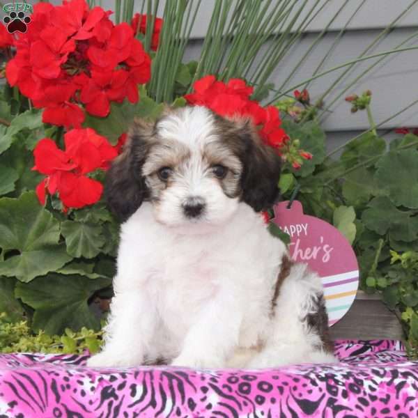 Dove, Cavachon Puppy